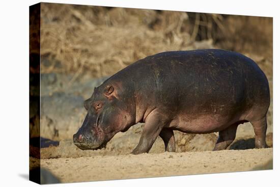 Hippopotamus (Hippopotamus Amphibius) Out of the Water-James Hager-Premier Image Canvas