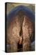 Hippopotamus (Hippopotamus Amphibius) Rear End-James Hager-Premier Image Canvas