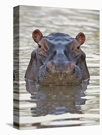 Hippopotamus (Hippopotamus Amphibius), Serengeti National Park, Tanzania, East Africa, Africa-James Hager-Premier Image Canvas