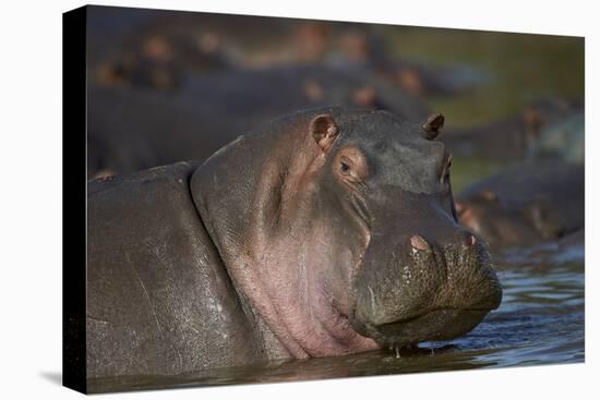Hippopotamus (Hippopotamus Amphibius), Serengeti National Park, Tanzania, East Africa, Africa-James Hager-Premier Image Canvas