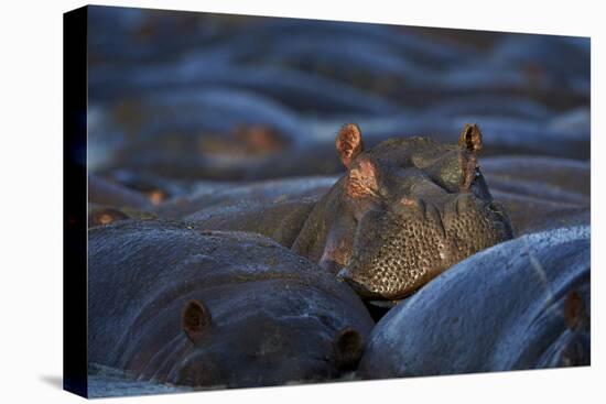 Hippopotamus (Hippopotamus Amphibius), Serengeti National Park, Tanzania, East Africa, Africa-James Hager-Premier Image Canvas