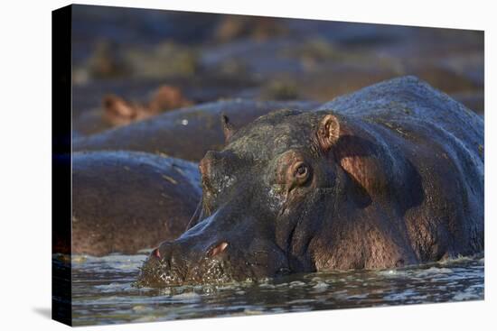 Hippopotamus (Hippopotamus Amphibius), Serengeti National Park, Tanzania, East Africa, Africa-James Hager-Premier Image Canvas