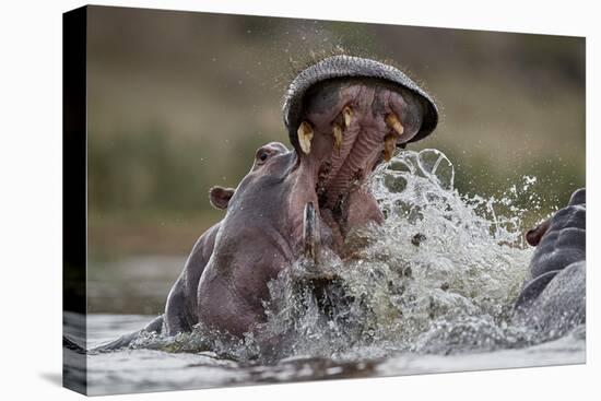 Hippopotamus (Hippopotamus amphibius) sparring, Kruger National Park, South Africa, Africa-James Hager-Premier Image Canvas