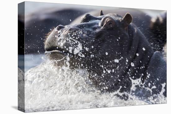 Hippopotamus (Hippopotamus amphibius) splashing, Chobe River, Botswana, Africa-Ann and Steve Toon-Premier Image Canvas