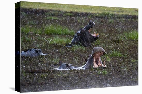 Hippopotamus (Hippopotamus amphibius) threat-yawning in the Khwai River under the rain, Khwai Conce-Sergio Pitamitz-Premier Image Canvas