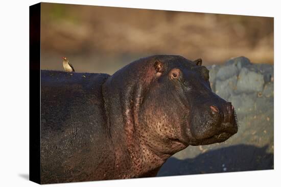 Hippopotamus (Hippopotamus Amphibius) with a Red-Billed Oxpecker (Buphagus Erythrorhynchus)-James Hager-Premier Image Canvas