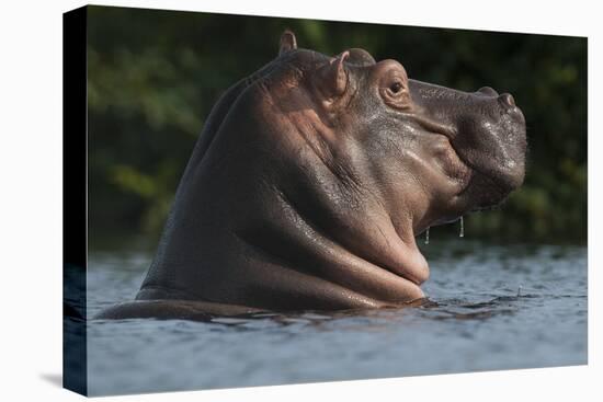 Hippopotamus (Hippopotamus Amphibius) with Head Raised Above Water Surface-Pedro Narra-Premier Image Canvas