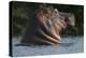 Hippopotamus (Hippopotamus Amphibius) with Head Raised Above Water Surface-Pedro Narra-Premier Image Canvas