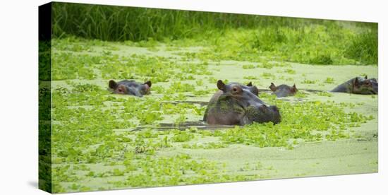 Hippopotamus (Hippos) Wallowing in Hippo Pool, South Luangwa National Park, Zambia, Africa-Janette Hill-Premier Image Canvas