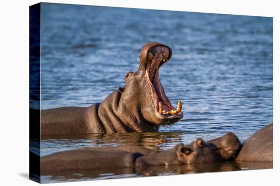 Hippopotamus in Kruger National Park, South Africa ; Specie Hippopotamus Amphibius Family of Hippop-PACO COMO-Premier Image Canvas