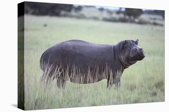 Hippopotamus in the Savanna Grass-DLILLC-Premier Image Canvas