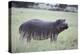 Hippopotamus in the Savanna Grass-DLILLC-Premier Image Canvas