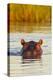 Hippopotamus in Water-Michele Westmorland-Premier Image Canvas