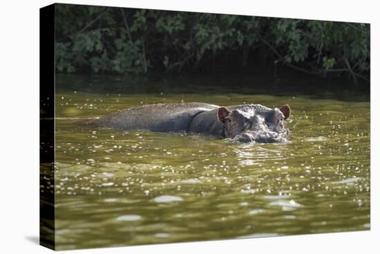 Hippopotamus, Lake Mburu National Park, Uganda, Africa-Janette Hill-Premier Image Canvas