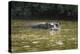 Hippopotamus, Lake Mburu National Park, Uganda, Africa-Janette Hill-Premier Image Canvas