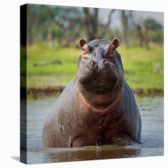 Hippopotamus, Okavango Delta, Botswana, Africa-Angelo Cavalli-Premier Image Canvas