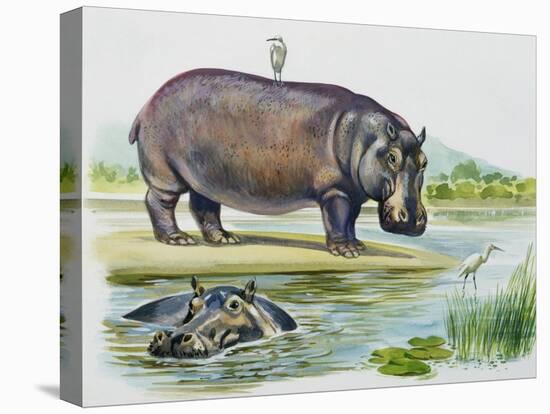Hippopotamus or Hippo (Hippopotamus Amphibius), Hippopotamidae-null-Premier Image Canvas