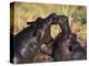 Hippopotamus Play Fighting, Moremi Nr, Botswana-Tony Heald-Premier Image Canvas