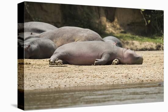 Hippopotamus, Queen Elizabeth National Park, Uganda, Africa-Janette Hill-Premier Image Canvas