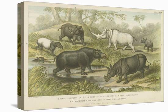 Hippopotamus, Rhinoceros and Tapir-null-Premier Image Canvas