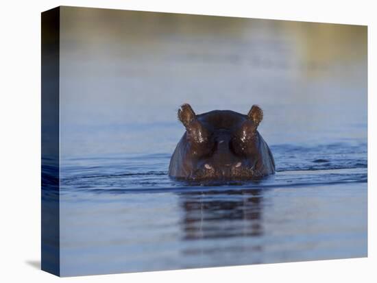 Hippopotamus Submerged in Water, Moremi Wildlife Reserve Bostwana Africa-Tony Heald-Premier Image Canvas