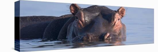 Hippopotamus Submerged in Water-null-Premier Image Canvas