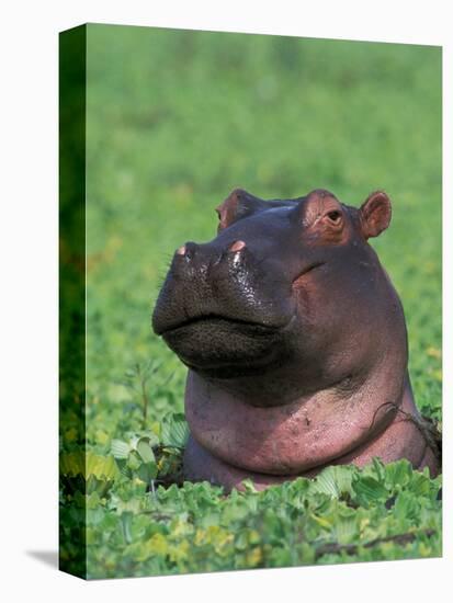 Hippopotamus Surrounded by Water Lettuce, Kruger National Park, South Africa-Tony Heald-Premier Image Canvas