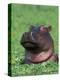 Hippopotamus Surrounded by Water Lettuce, Kruger National Park, South Africa-Tony Heald-Premier Image Canvas