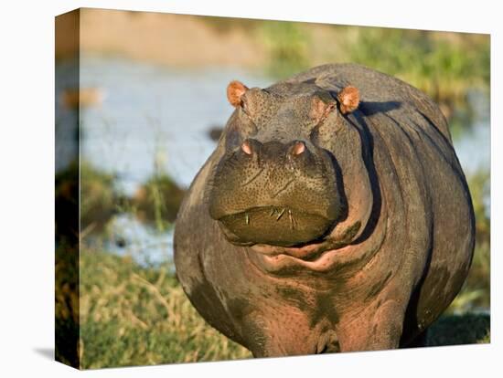 Hippopotamus, Tanzania-Charles Sleicher-Premier Image Canvas