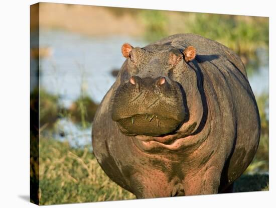 Hippopotamus, Tanzania-Charles Sleicher-Premier Image Canvas