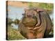 Hippopotamus, Tanzania-Charles Sleicher-Premier Image Canvas