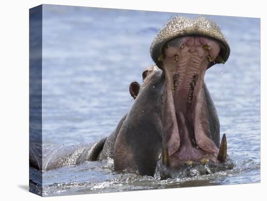 Hippopotamus with Mouth Open, Chobe National Park, Botswana-Tony Heald-Premier Image Canvas