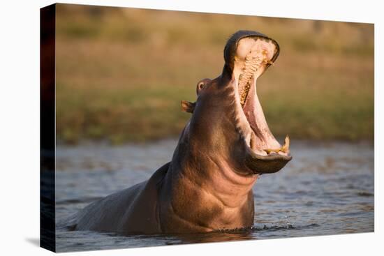 Hippopotamus Yawning in Waterhole, Ruaha, Tanzania-Paul Joynson Hicks-Premier Image Canvas