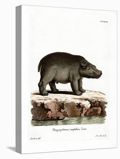 Hippopotamus-null-Premier Image Canvas