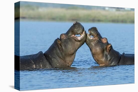 Hippopotamuses Being Affectionate-null-Premier Image Canvas