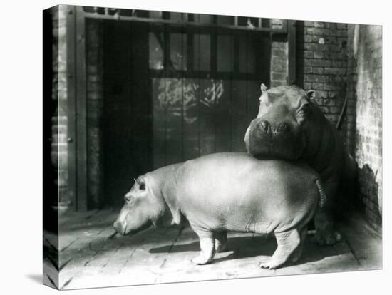 Hippopotamuses Joan and Jimmy at London Zoo in 1927 (B/W Photo)-Frederick William Bond-Premier Image Canvas