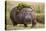 Hippopotomaus Walking on Savanna with Vegetation on it's Back-Paul Souders-Premier Image Canvas