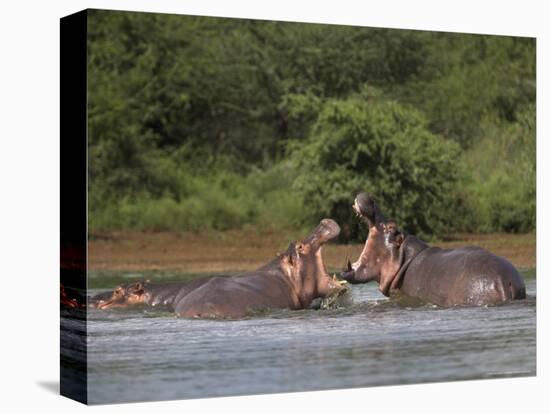 Hippos Fighting in Kruger National Park, Mpumalanga, South Africa-Ann & Steve Toon-Premier Image Canvas