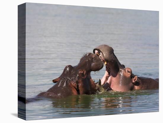 Hippos, Hippopotamus Amphibius, Playfighting in Kruger National Park, Mpumalanga, South Africa-Steve & Ann Toon-Premier Image Canvas