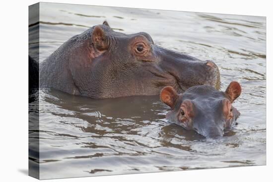 Hippos Swim Beside Each Other, Ngorongoro Conservation Area, Tanzania-James Heupel-Premier Image Canvas