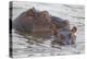 Hippos Swim Beside Each Other, Ngorongoro Conservation Area, Tanzania-James Heupel-Premier Image Canvas