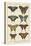 Histoire Naturelle Butterflies VI-null-Stretched Canvas