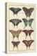 Histoire Naturelle Butterflies VI-null-Stretched Canvas