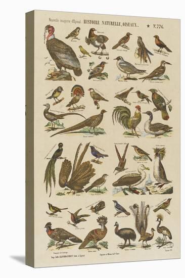 Histoire naturelle : oiseaux-null-Premier Image Canvas