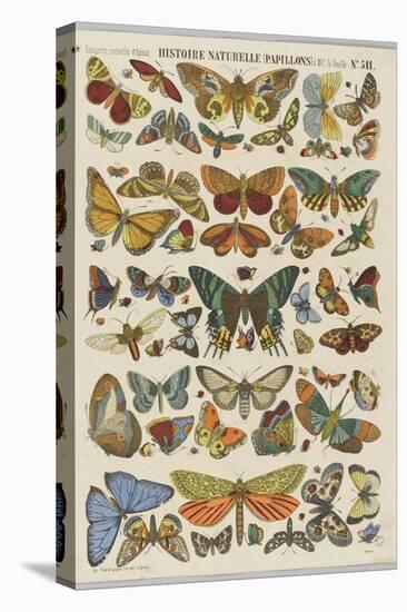 Histoire naturelle : papillons-null-Premier Image Canvas