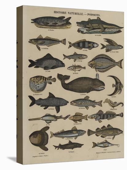Histoire naturelle : poissons-null-Premier Image Canvas