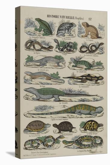 Histoire naturelle (reptiles)-null-Premier Image Canvas