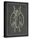 Historia Insectorum Generalis V-The Vintage Collection-Stretched Canvas