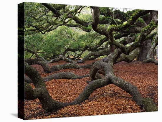 Historic Angel Oak Tree, Charleston, South Carolina, Usa-Joanne Wells-Premier Image Canvas