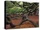 Historic Angel Oak Tree, Charleston, South Carolina, Usa-Joanne Wells-Premier Image Canvas